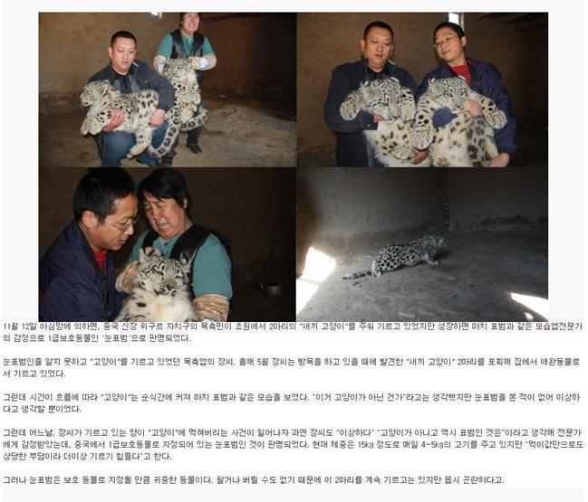 중국의 냥줍.jpg | 인스티즈