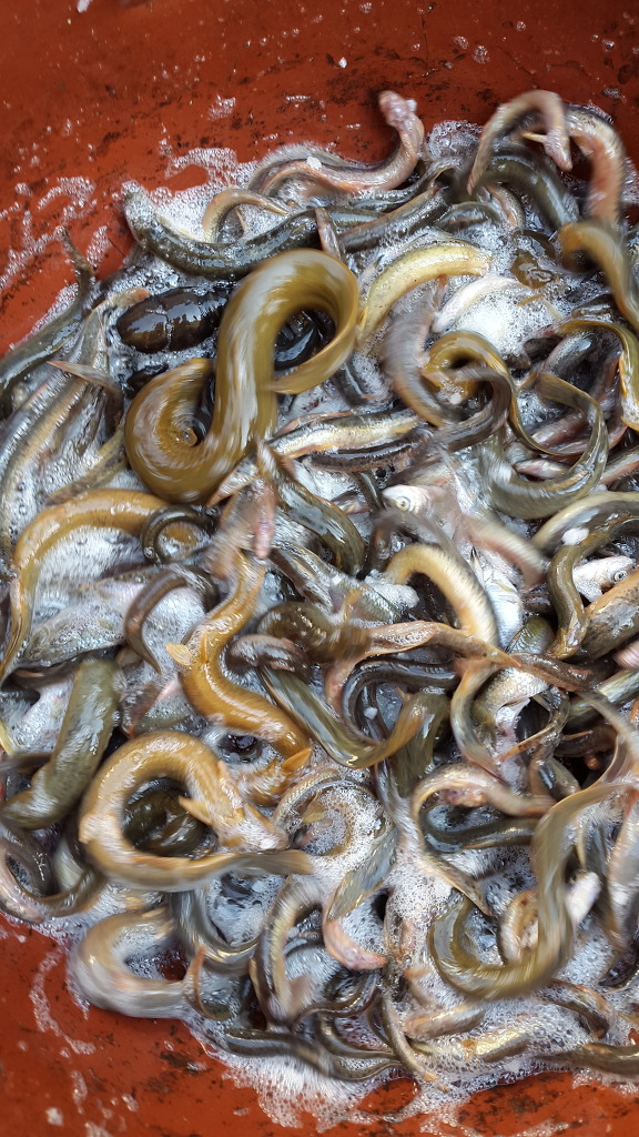 토란주인 이미지