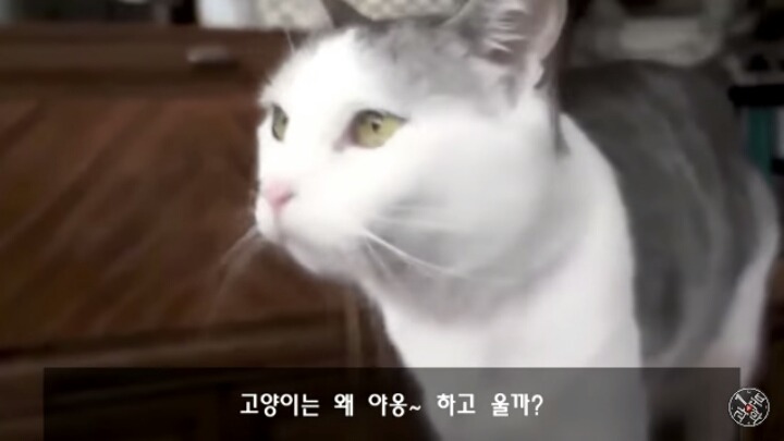 고양이가 "야옹~"하고 우는 이유는?? | 인스티즈