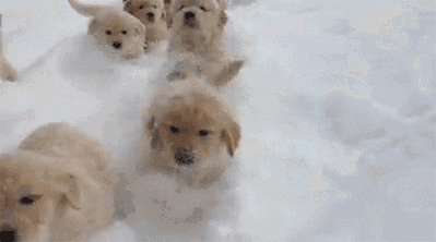 [데이터주의] 새끼 동물들 .GIF | 인스티즈