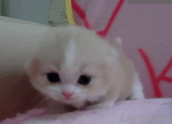 엄마 : 고양이?! 저런 쥐새끼같은걸 어떻게 키워!! | 인스티즈