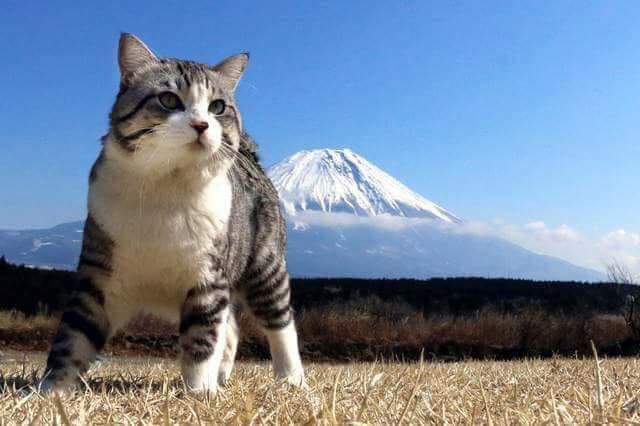 호랑이가 냥냥이과라고 불리는 이유 | 인스티즈