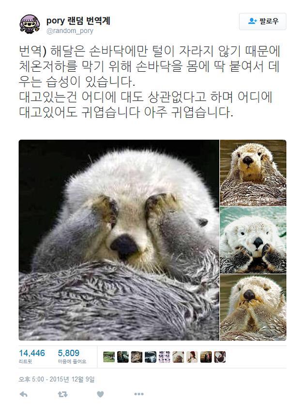 귀여운 해달찡 | 인스티즈