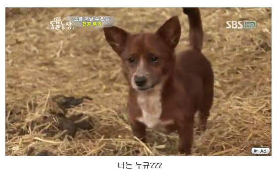 의리빼면 시체인 강아지 | 인스티즈