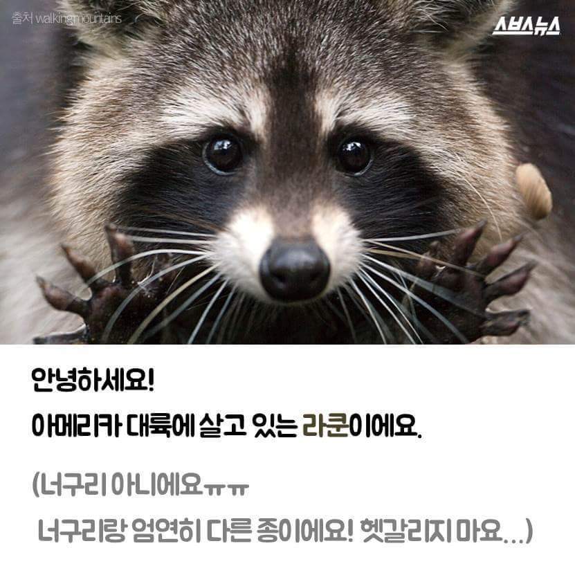 라쿤이 물속에 먹이를 넣는 이유 | 인스티즈