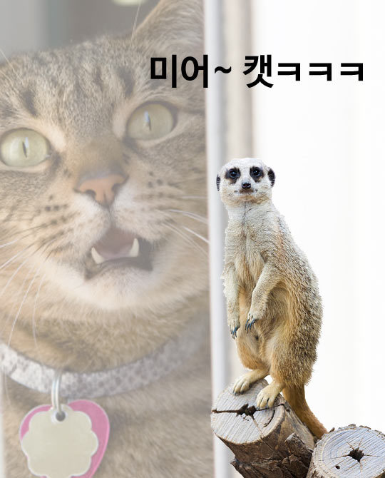 7개의 유머 중 최소 하나는 웃김 | 인스티즈