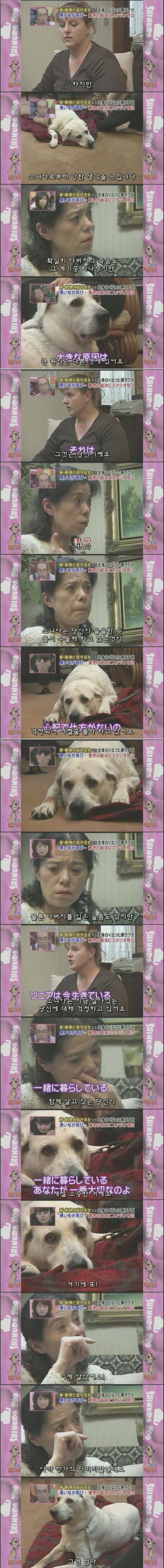 흰색으로 변해버린 강아지 소니아.jpg | 인스티즈
