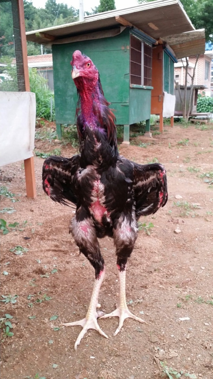 쌈닭 이미지