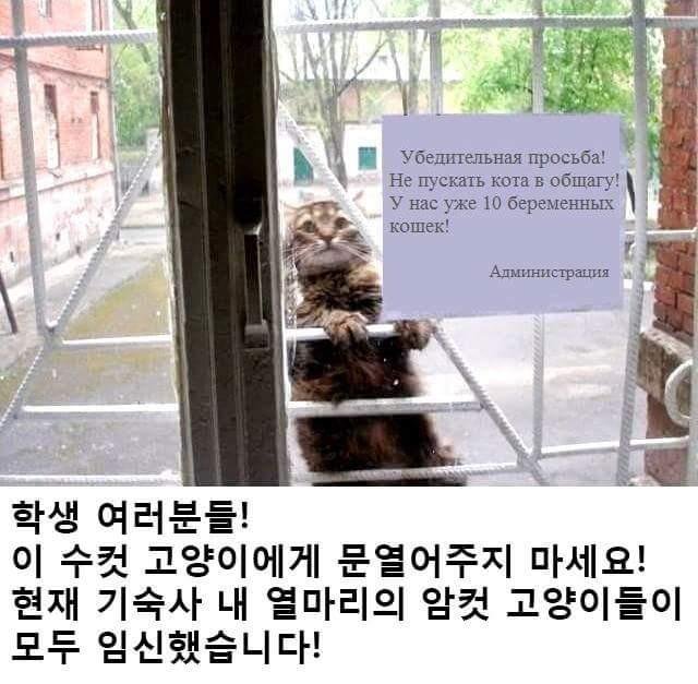 교내 공지사항 | 인스티즈