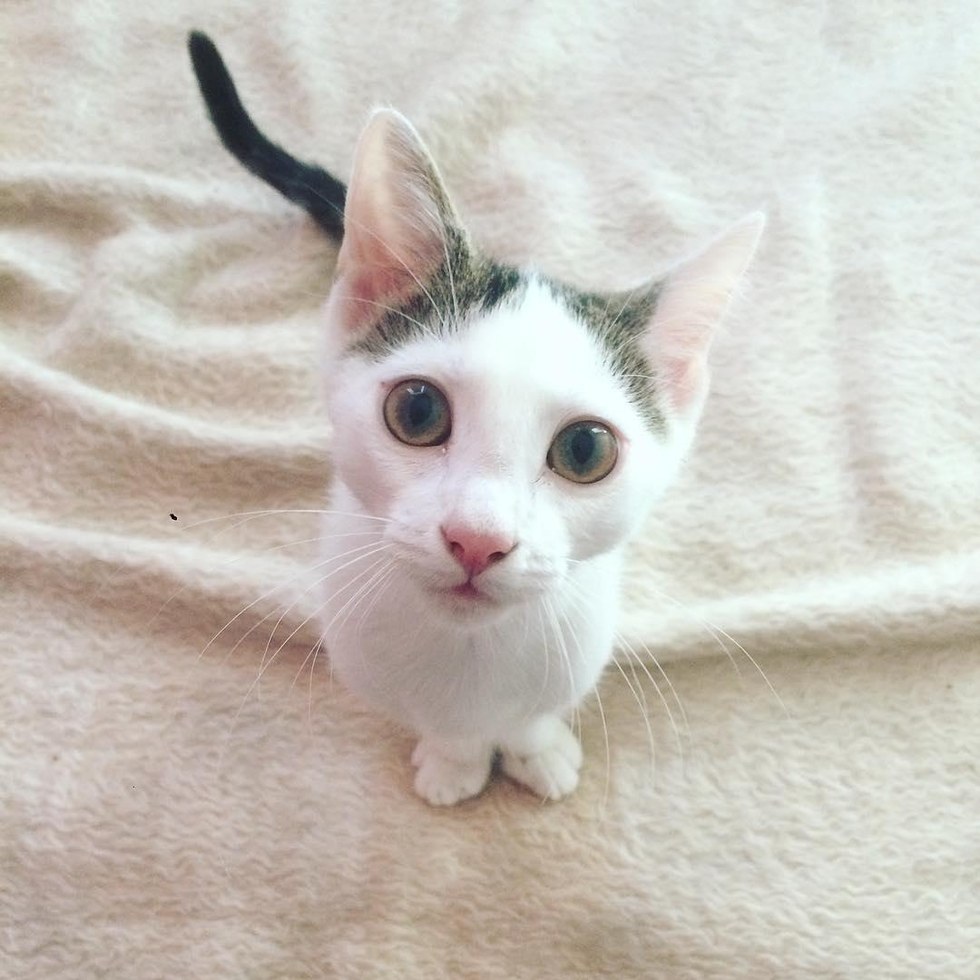 두다리가 없이 태어난 새끼 길냥이 | 인스티즈