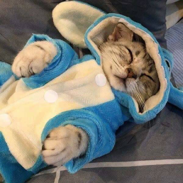 고양이 인생 잠옷 | 인스티즈