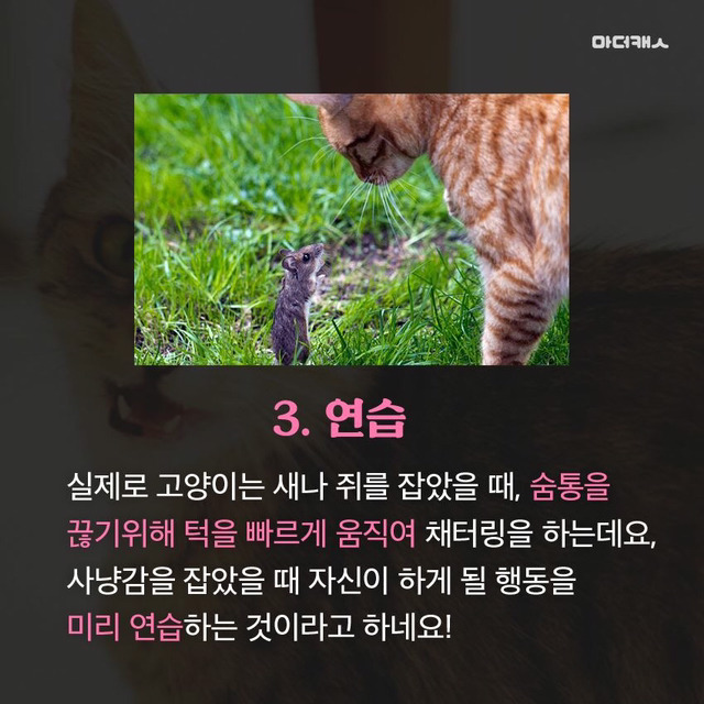 고양이채터링의진실 | 인스티즈