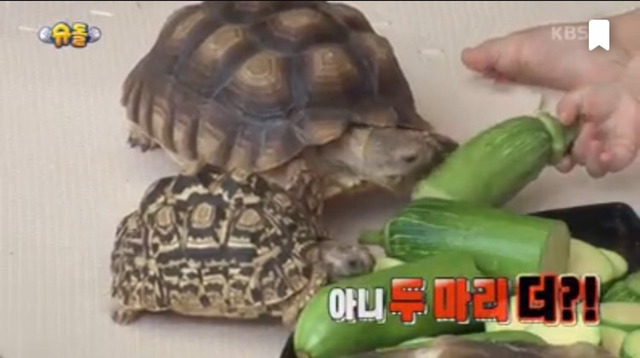 슈돌 새가족 아웃사이더 부인 미모 ㄷㄷ (반전주의) | 인스티즈