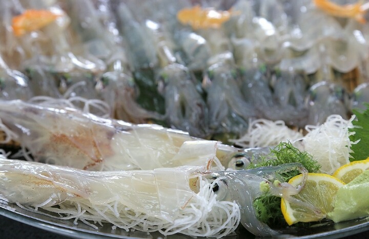 열도의 오징어회 | 인스티즈