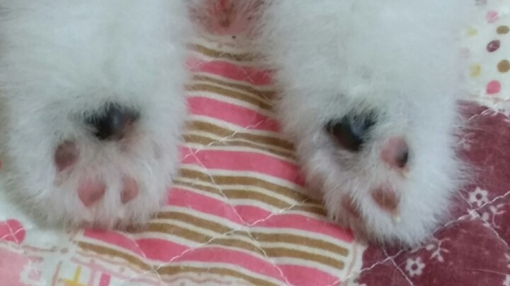 곰발바닥 이미지
