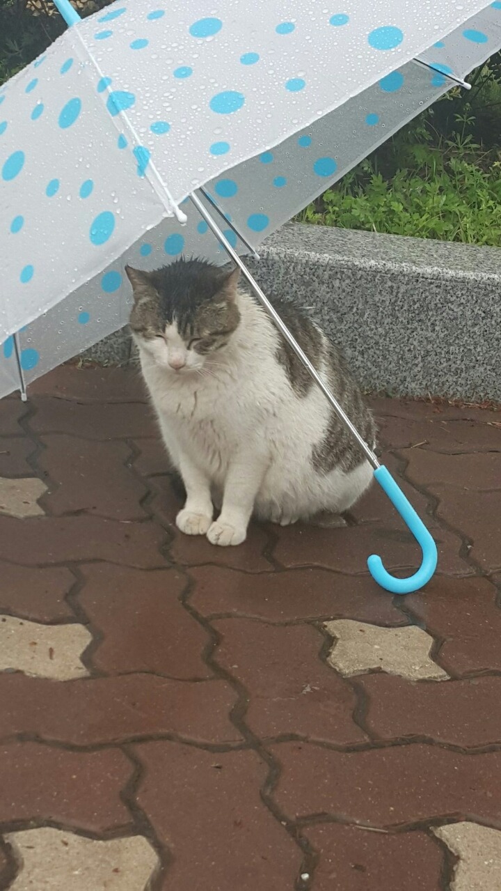 길고양이에게 우산을.JPG | 인스티즈