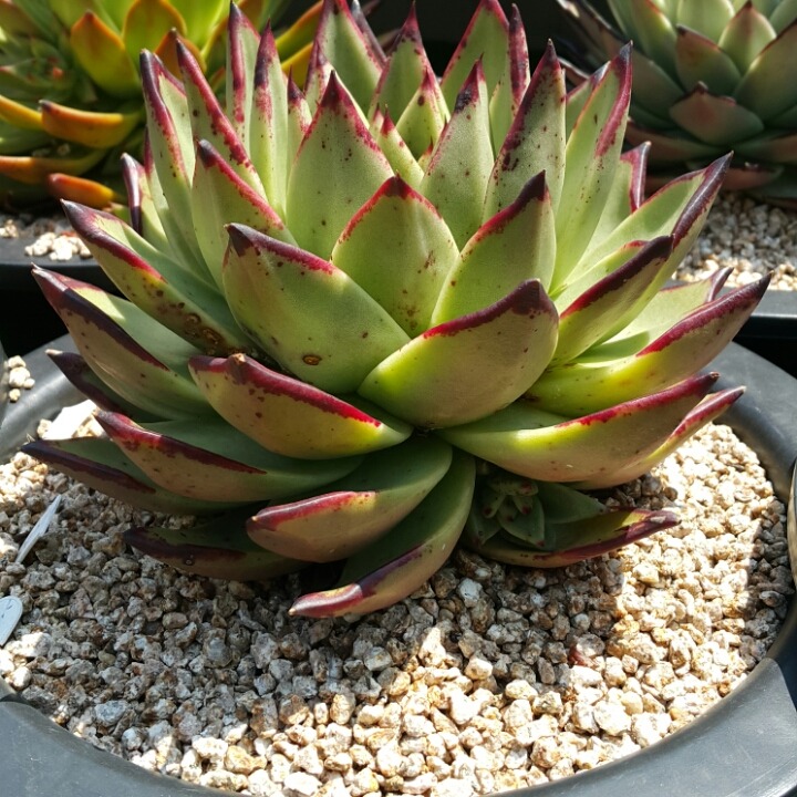 다육이야기 이미지