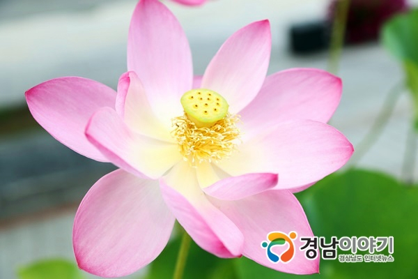 700년전 고려시대 연꽃 .jpg | 인스티즈