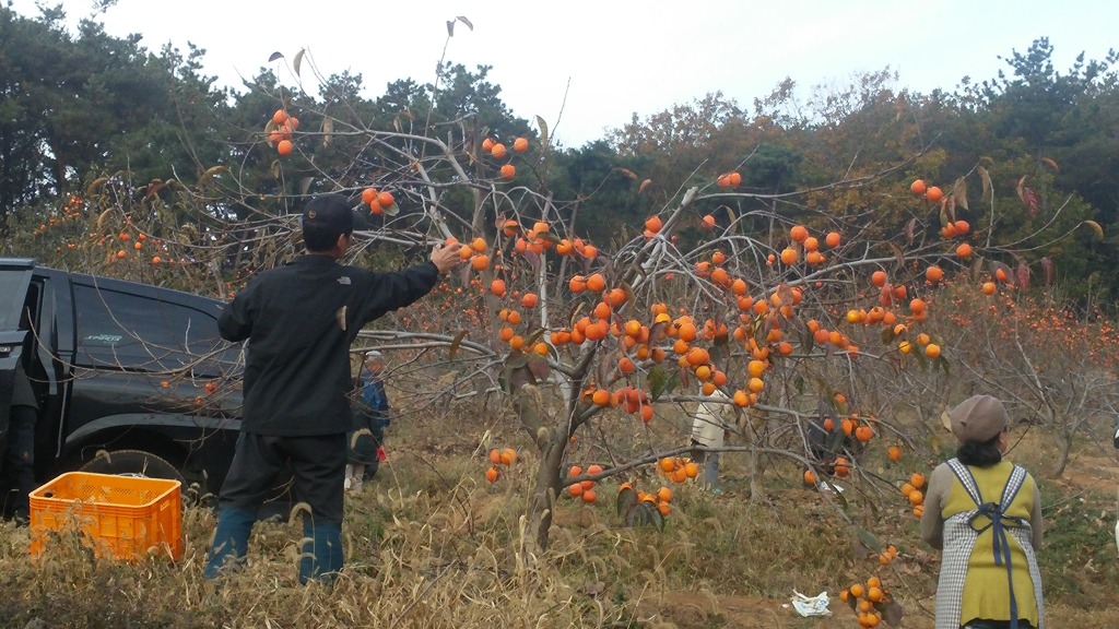 강화농원 이미지