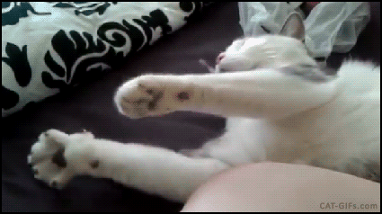 고양이 움짤들 | 인스티즈