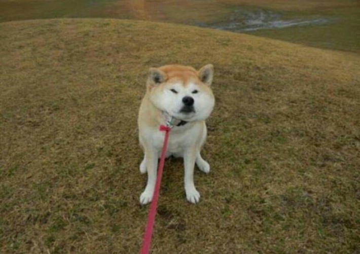 무슨생각으로 사는지 궁금한 강아지 원탑 | 인스티즈