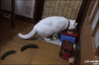 오이를 보고 놀라는 고양이들.gif | 인스티즈