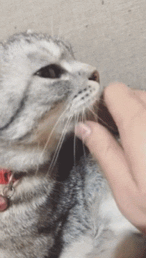 고양이 삐지게 하는법.gif | 인스티즈