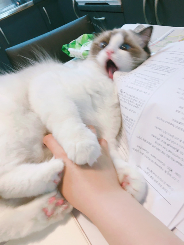 고양이 부위별 스킨쉽 표정변화 | 인스티즈