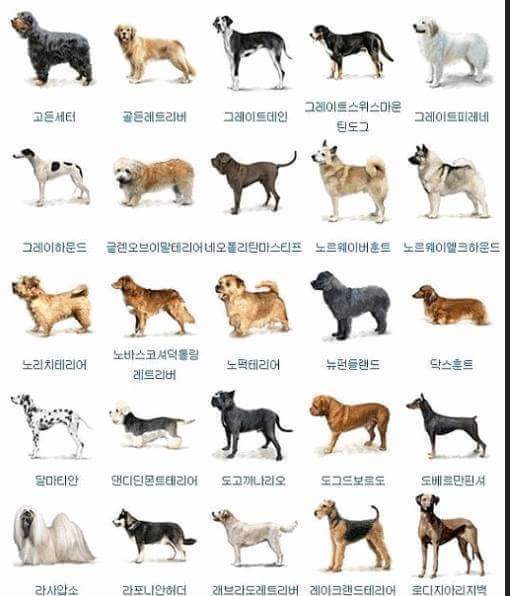 개의 종류는 얼마나 알고 계십니까^^? | 인스티즈