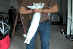 나른함과 귀찮음을 보여주는 고양이들 .gif | 인스티즈