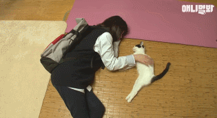 어떤 고양이의 아주 특별한 집사 마중.gif | 인스티즈