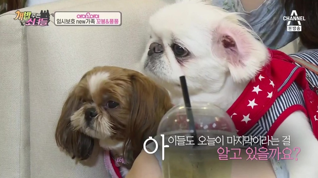 반려견 떠나보내는 암 말기 환자 ㅠㅠㅠ | 인스티즈