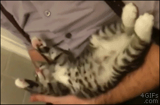 고장난 야옹이.gif | 인스티즈