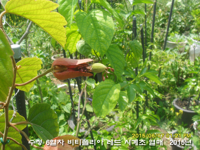 수정열매 이미지