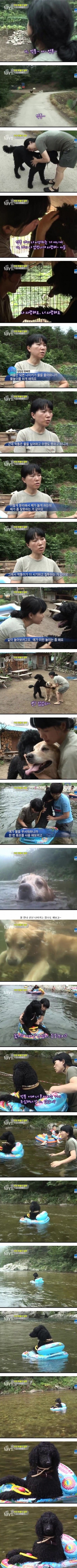 튜브끼고 강가에서 노는 거대푸들ㅋㅋㅋㅋㅋ | 인스티즈