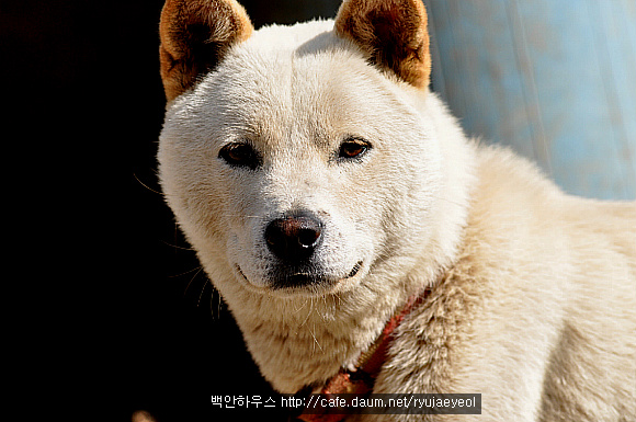백구 이미지