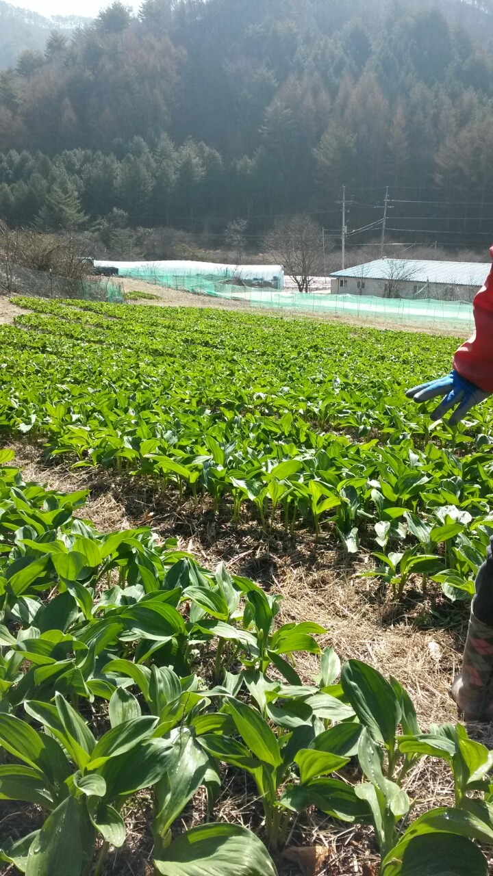 펑정 이미지