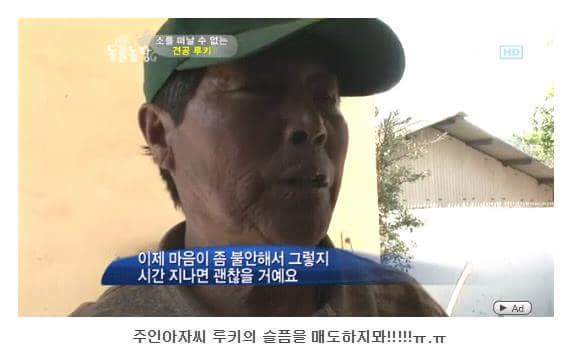 소를 어미라고 생각하는 강아지 | 인스티즈
