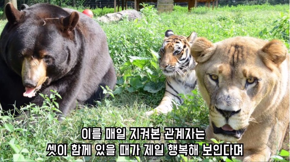 맹수 세 마리의 아름다운 우정 | 인스티즈