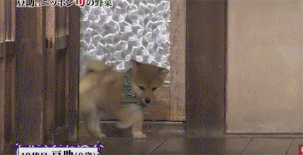 [테이터주의] 일본 교양 프로그램 마스코트인 애기 시바견.gif | 인스티즈