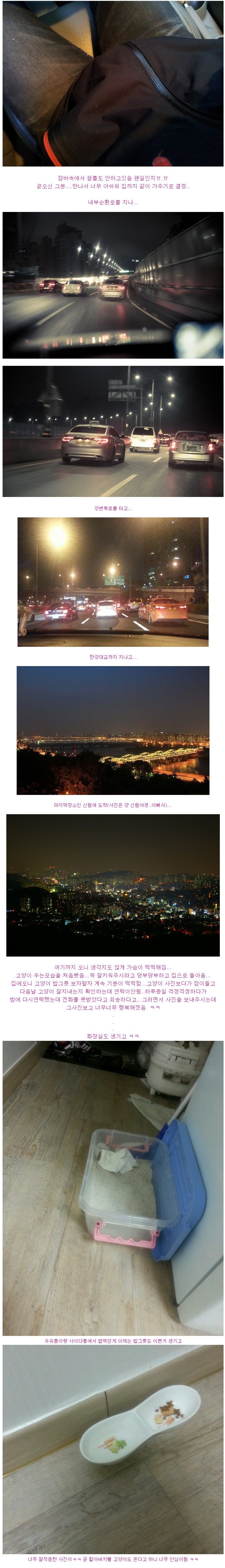 스압) 다 죽어가던 새끼 고양이 | 인스티즈