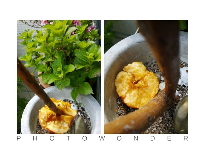 사과나무(주) 이미지