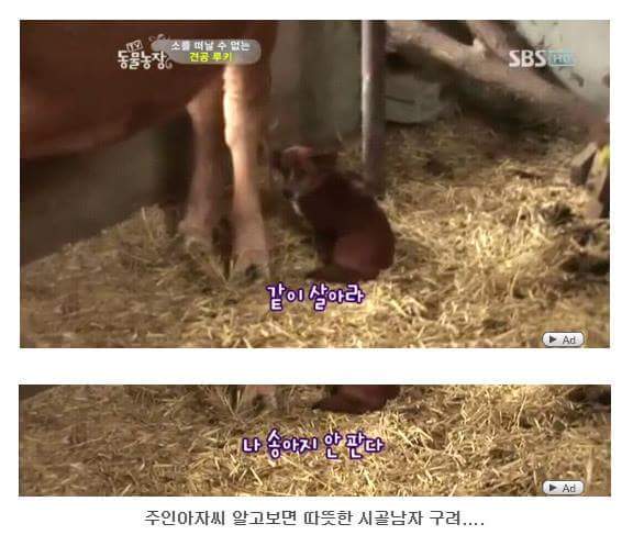서럽게 우는 강아지 ㅠㅠ | 인스티즈