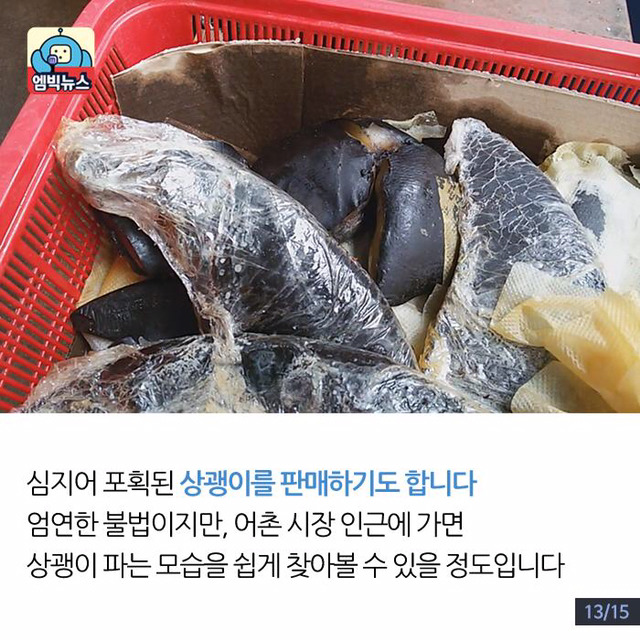 한강에 돌고래가 산다? | 인스티즈