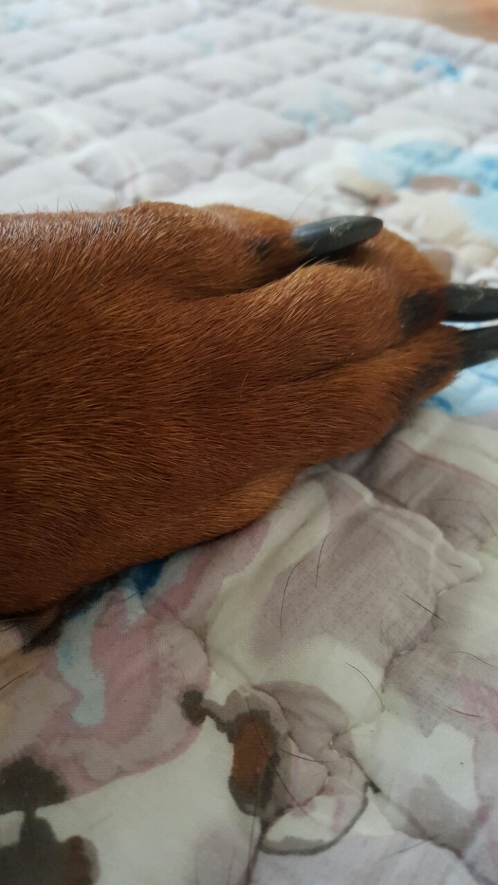 머꼬 이미지