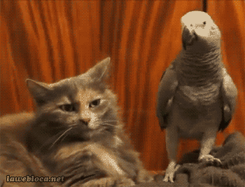 나른함과 귀찮음을 보여주는 고양이들 .gif | 인스티즈