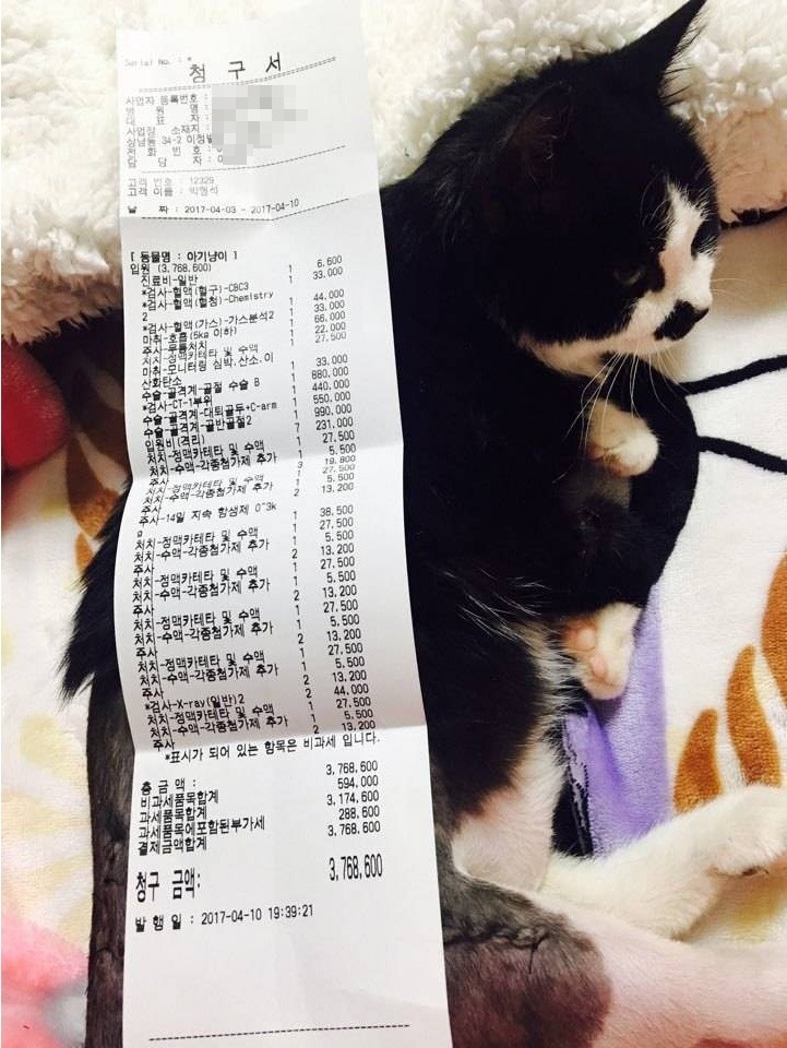고양이 진료비 | 인스티즈