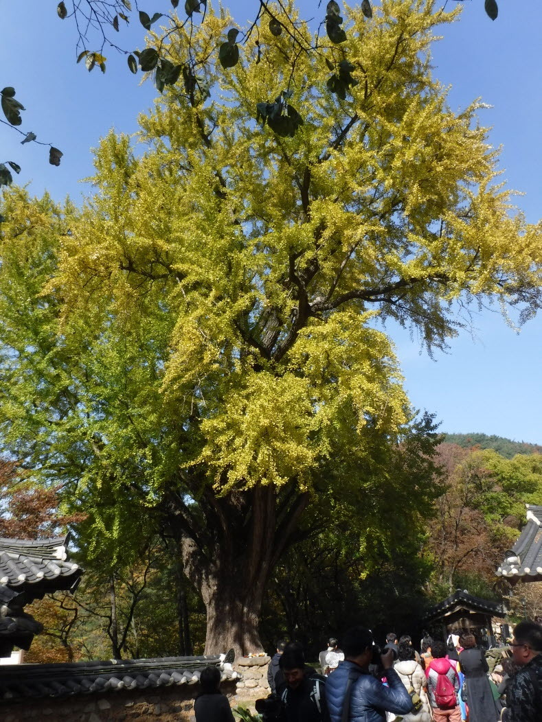 경주산책 이미지