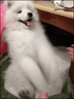 강아지들(심장조심).gif | 인스티즈