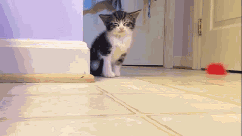 고양이 새끼들 .gif | 인스티즈
